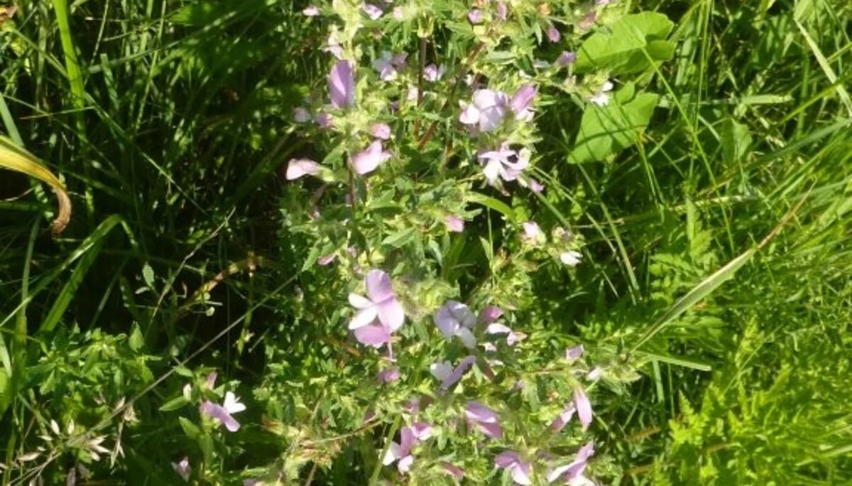 Naturschutzgebiet Bangs-Matschels | © Max Bischofberger