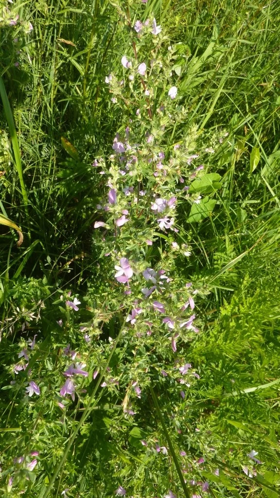 Naturschutzgebiet Bangs-Matschels | © Max Bischofberger