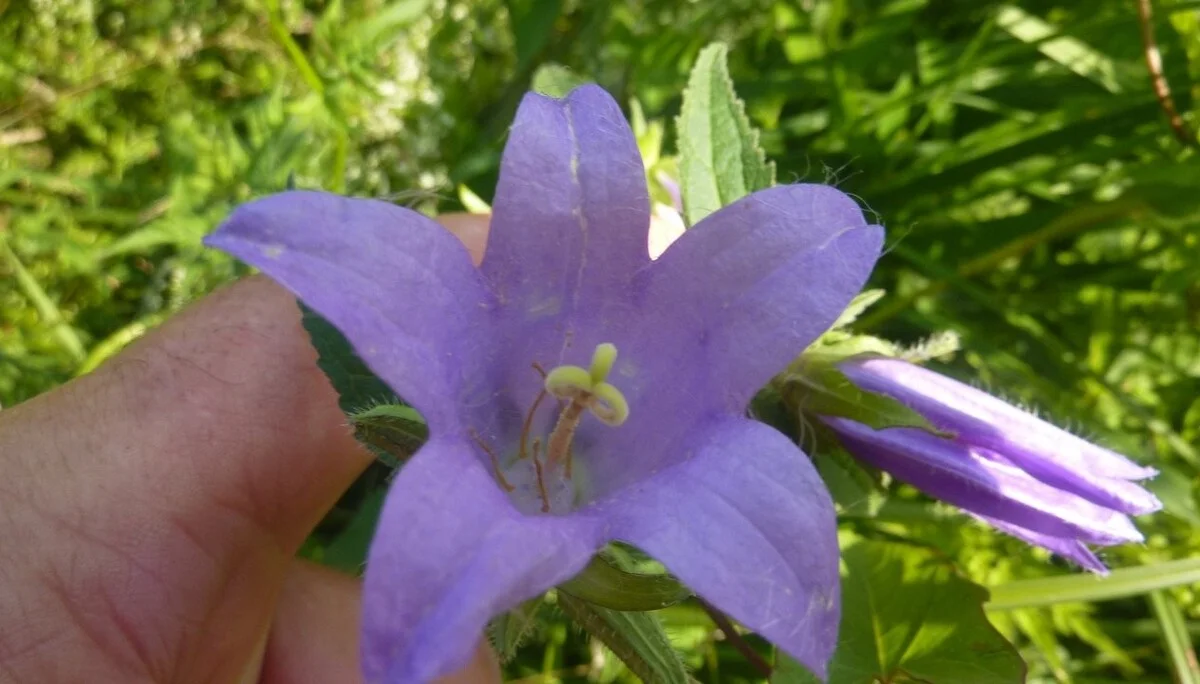 Naturschutzgebiet Bangs-Matschels | © Max Bischofberger