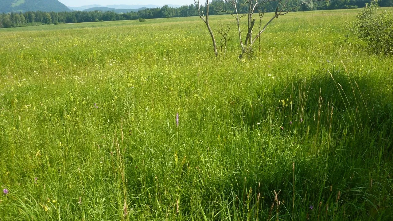 Naturschutzgebiet Bangs-Matschels | © Max Bischofberger