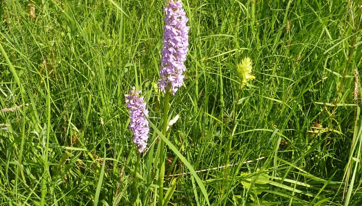 Naturschutzgebiet Bangs-Matschels | © Max Bischofberger
