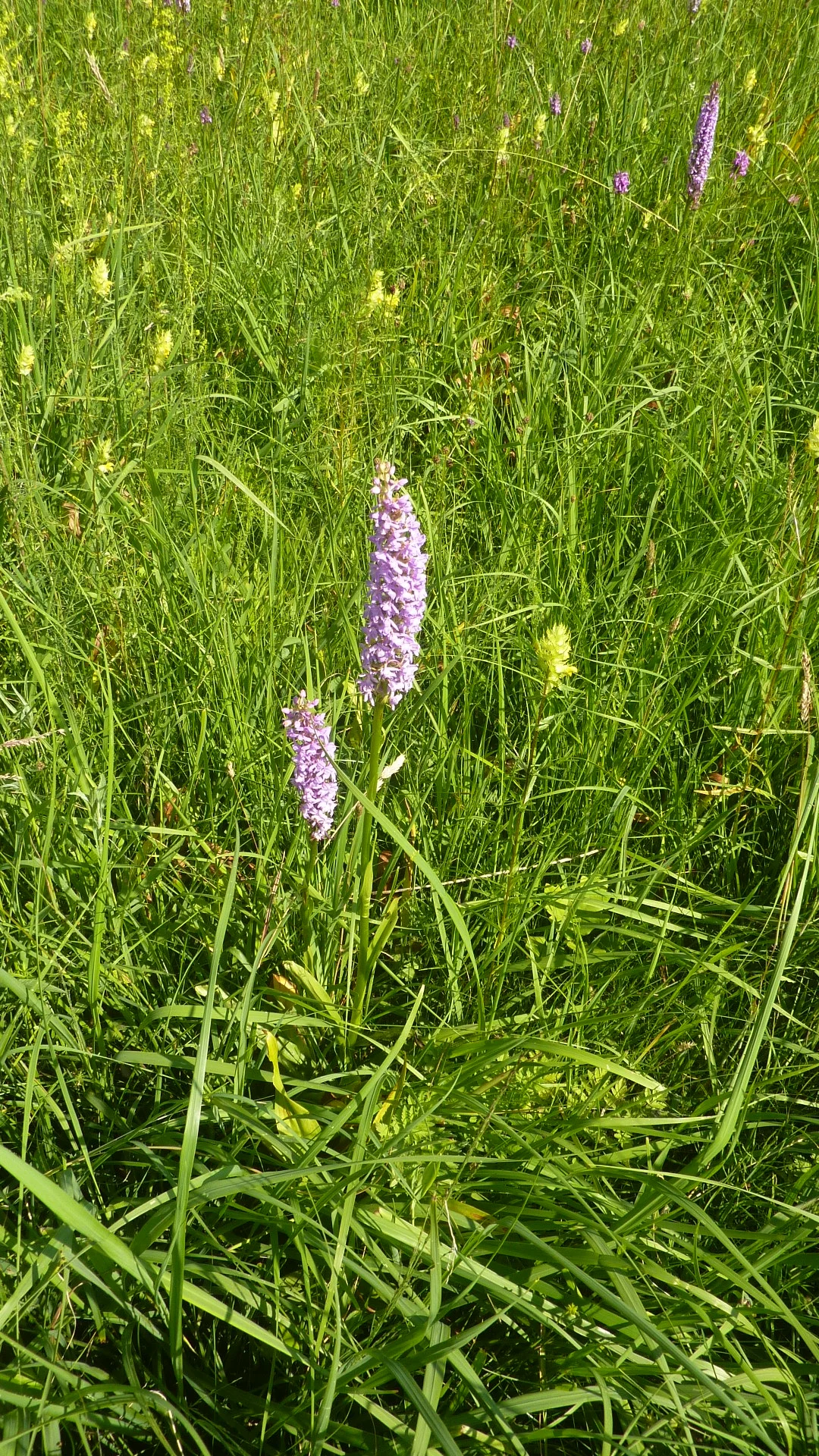 Naturschutzgebiet Bangs-Matschels | © Max Bischofberger