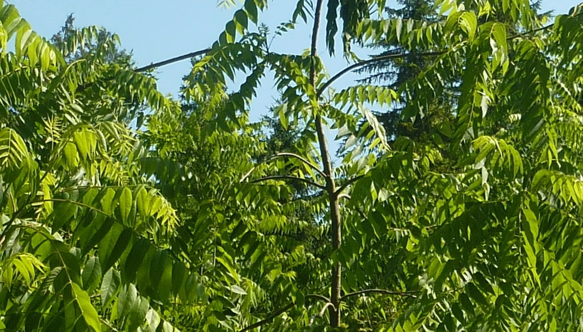 Naturschutzgebiet Bangs-Matschels | © Max Bischofberger