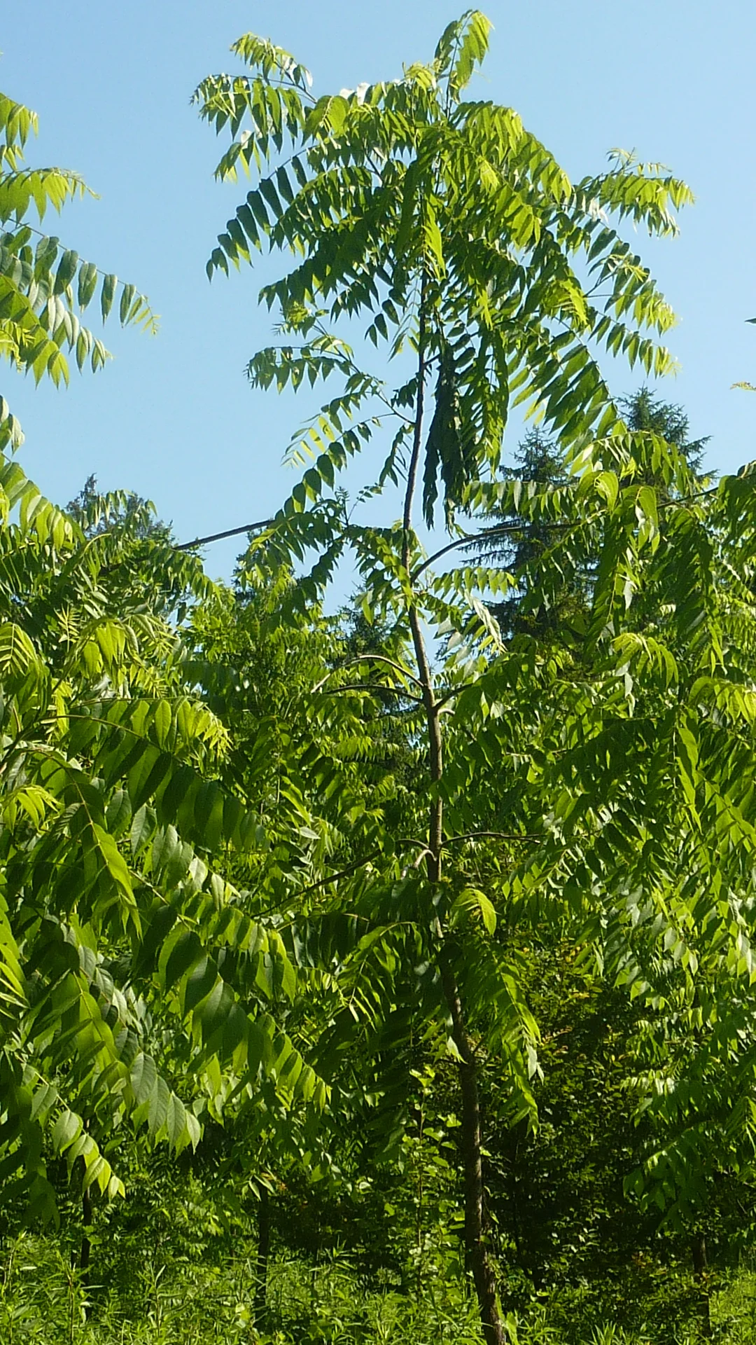 Naturschutzgebiet Bangs-Matschels | © Max Bischofberger