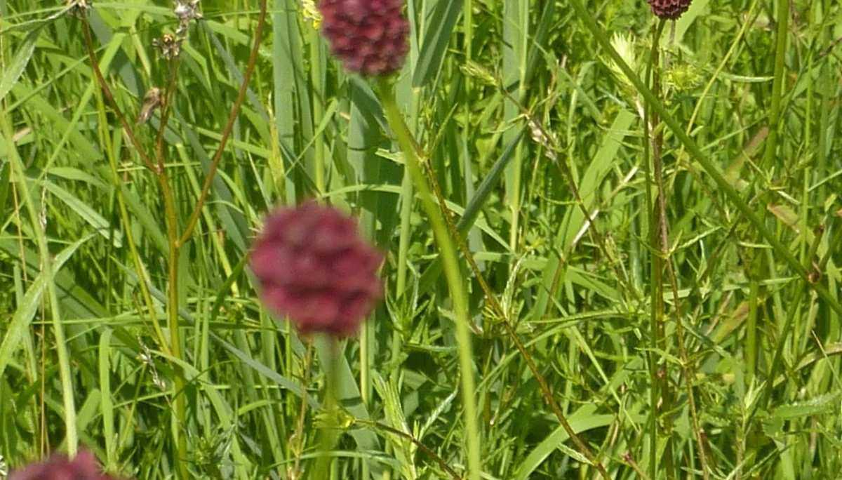 Naturschutzgebiet Bangs-Matschels | © Max Bischofberger