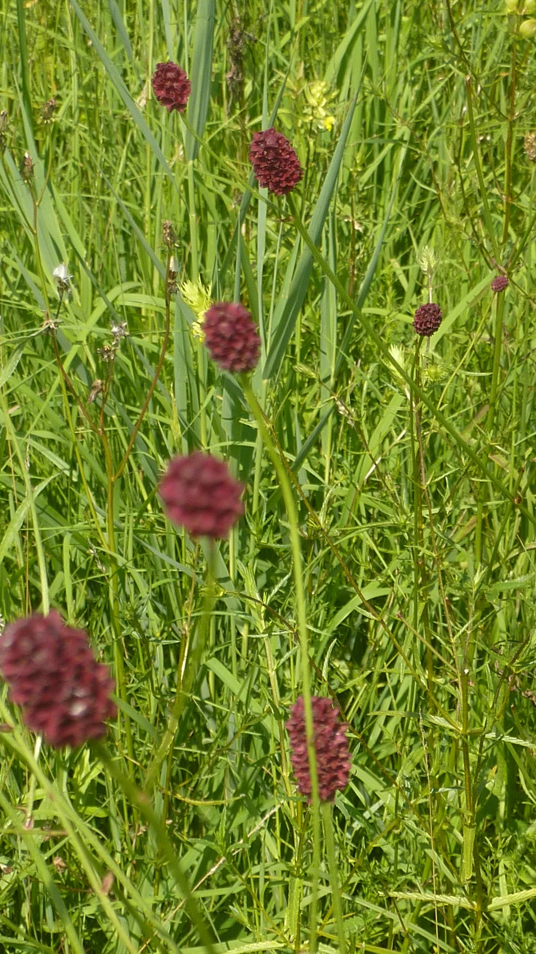 Naturschutzgebiet Bangs-Matschels | © Max Bischofberger