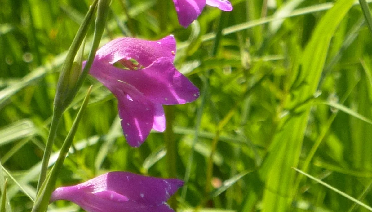 Naturschutzgebiet Bangs-Matschels | © Max Bischofberger