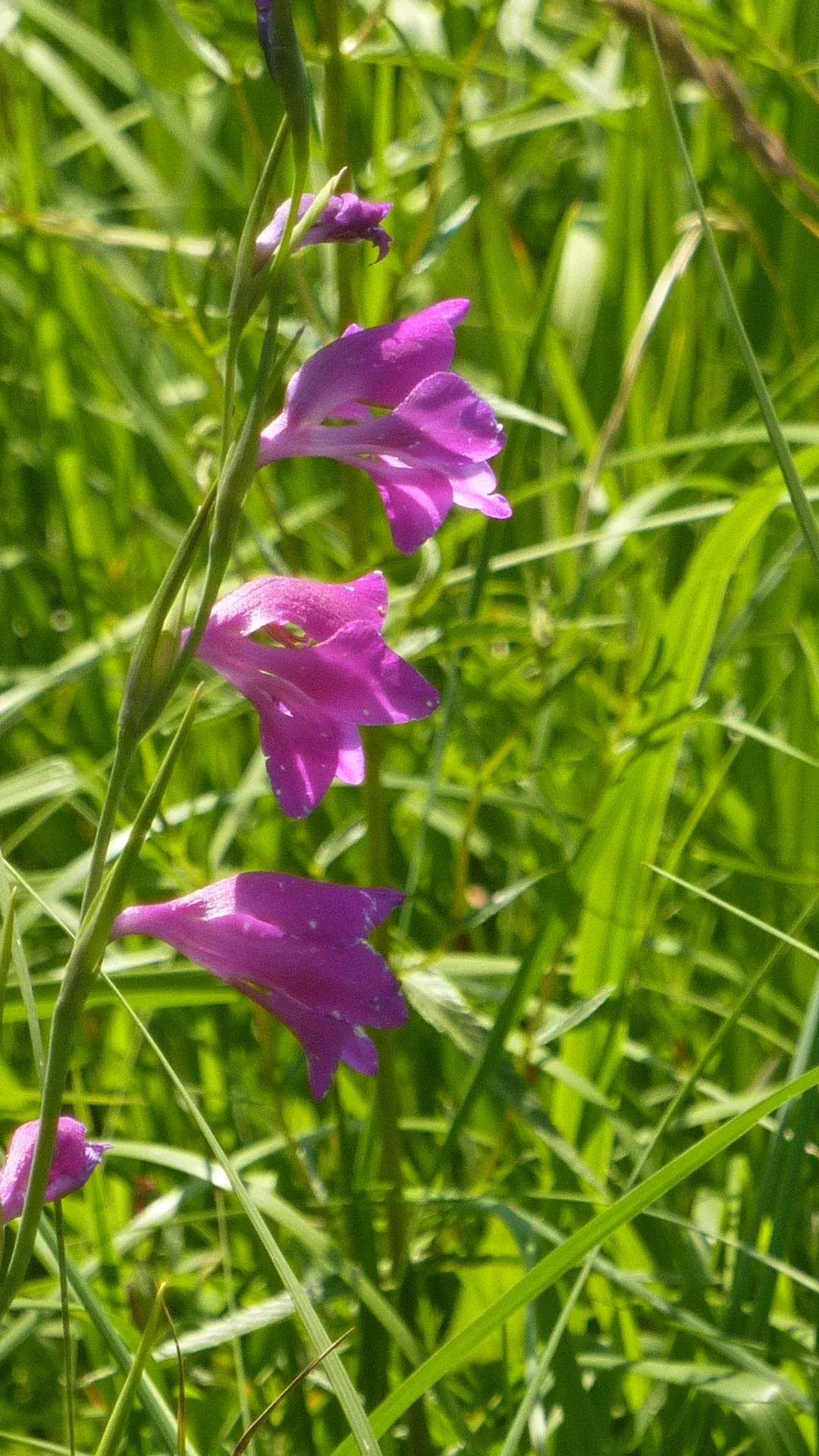 Naturschutzgebiet Bangs-Matschels | © Max Bischofberger