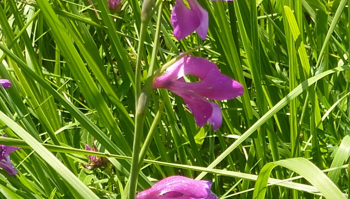 Naturschutzgebiet Bangs-Matschels | © Max Bischofberger