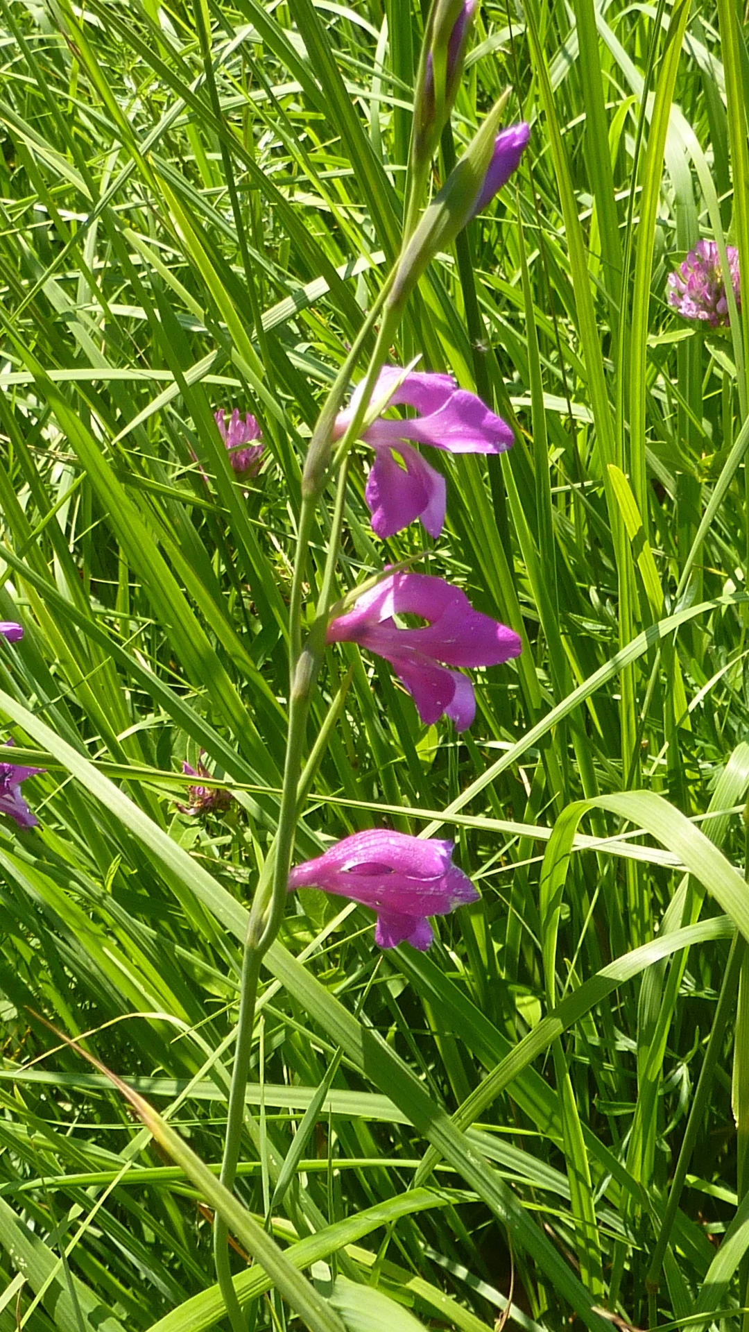 Naturschutzgebiet Bangs-Matschels | © Max Bischofberger