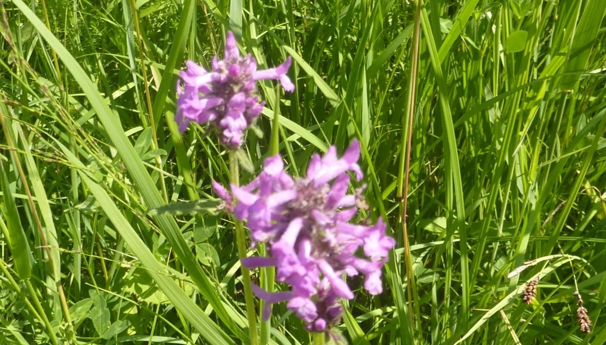 Naturschutzgebiet Bangs-Matschels | © Max Bischofberger