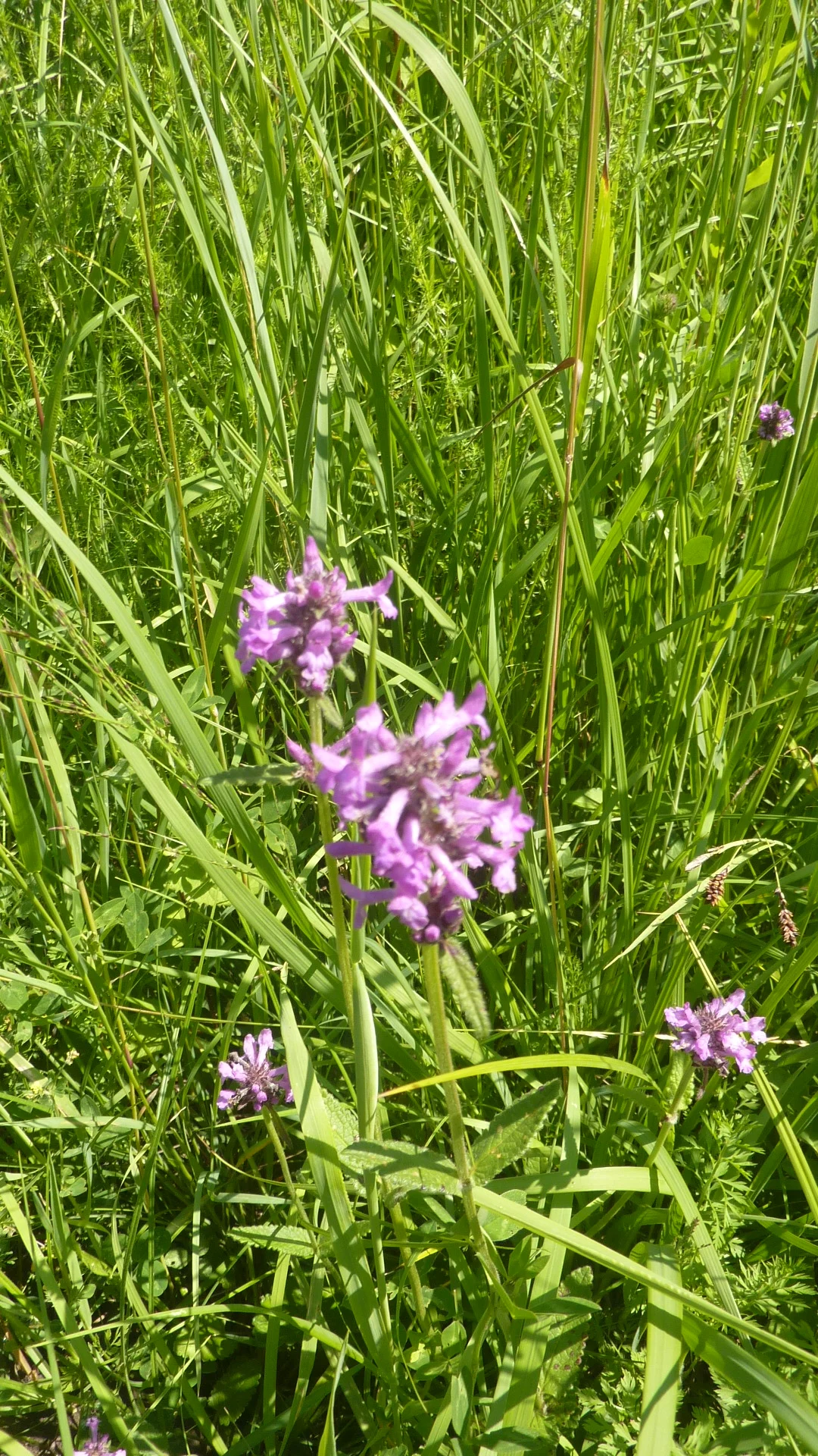 Naturschutzgebiet Bangs-Matschels | © Max Bischofberger