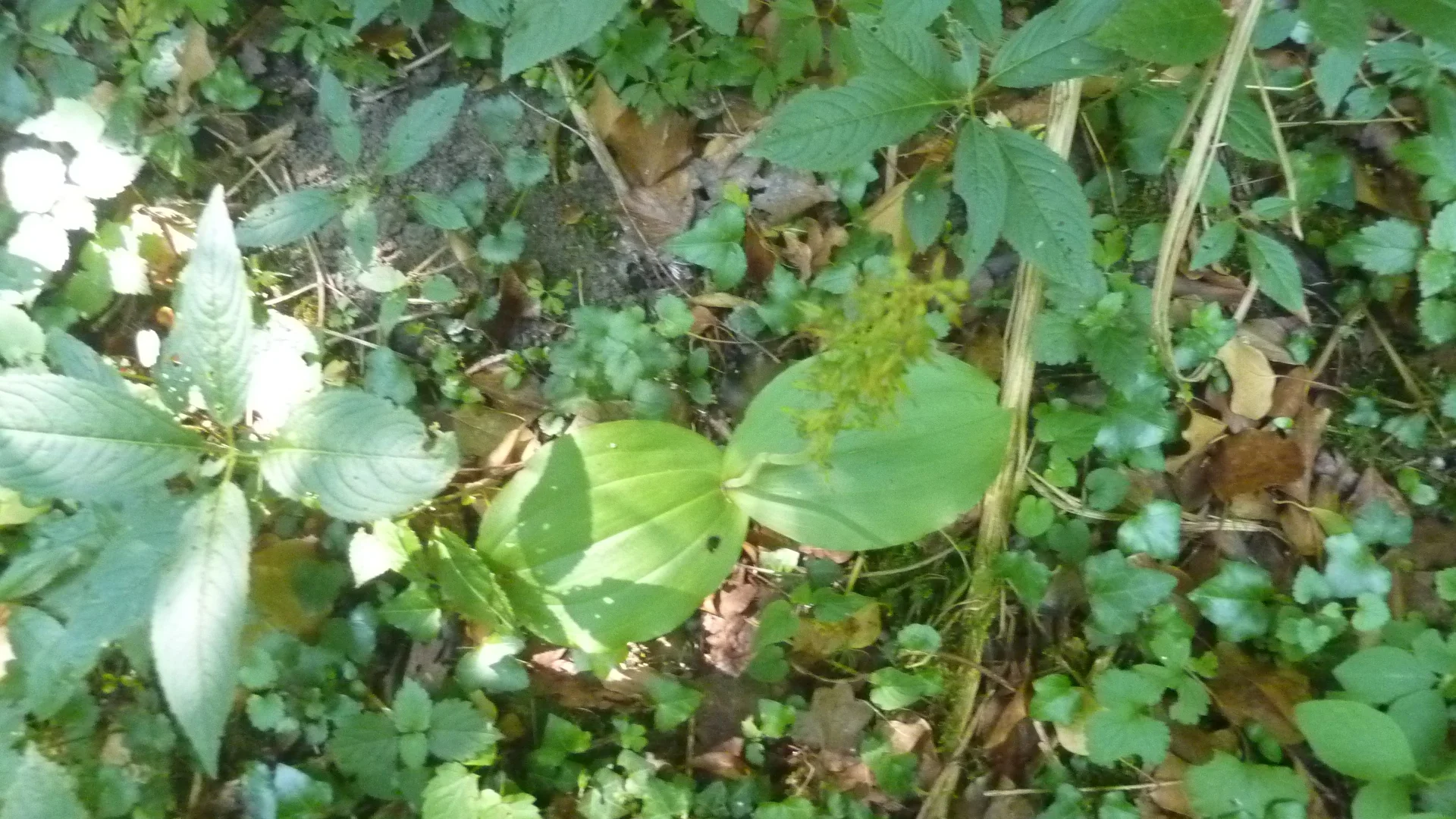 Naturschutzgebiet Bangs-Matschels | © Max Bischofberger