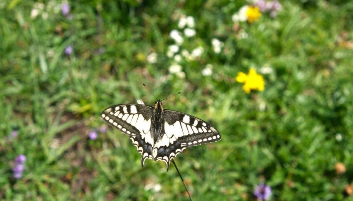 DAV-Senioren auf dem Schönkahler | © Max Bischofberger