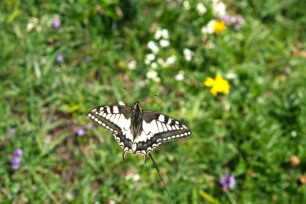 DAV-Senioren auf dem Schönkahler | © Max Bischofberger