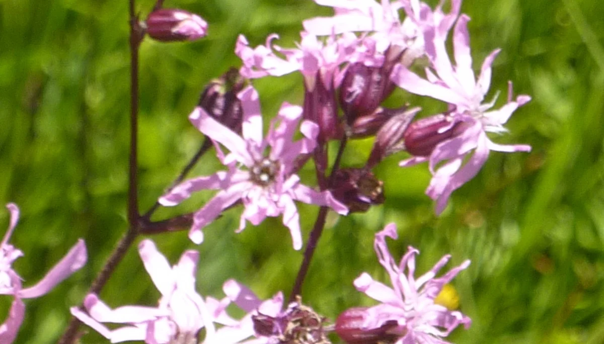 DAV-Senioren auf dem Schönkahler | © Max Bischofberger