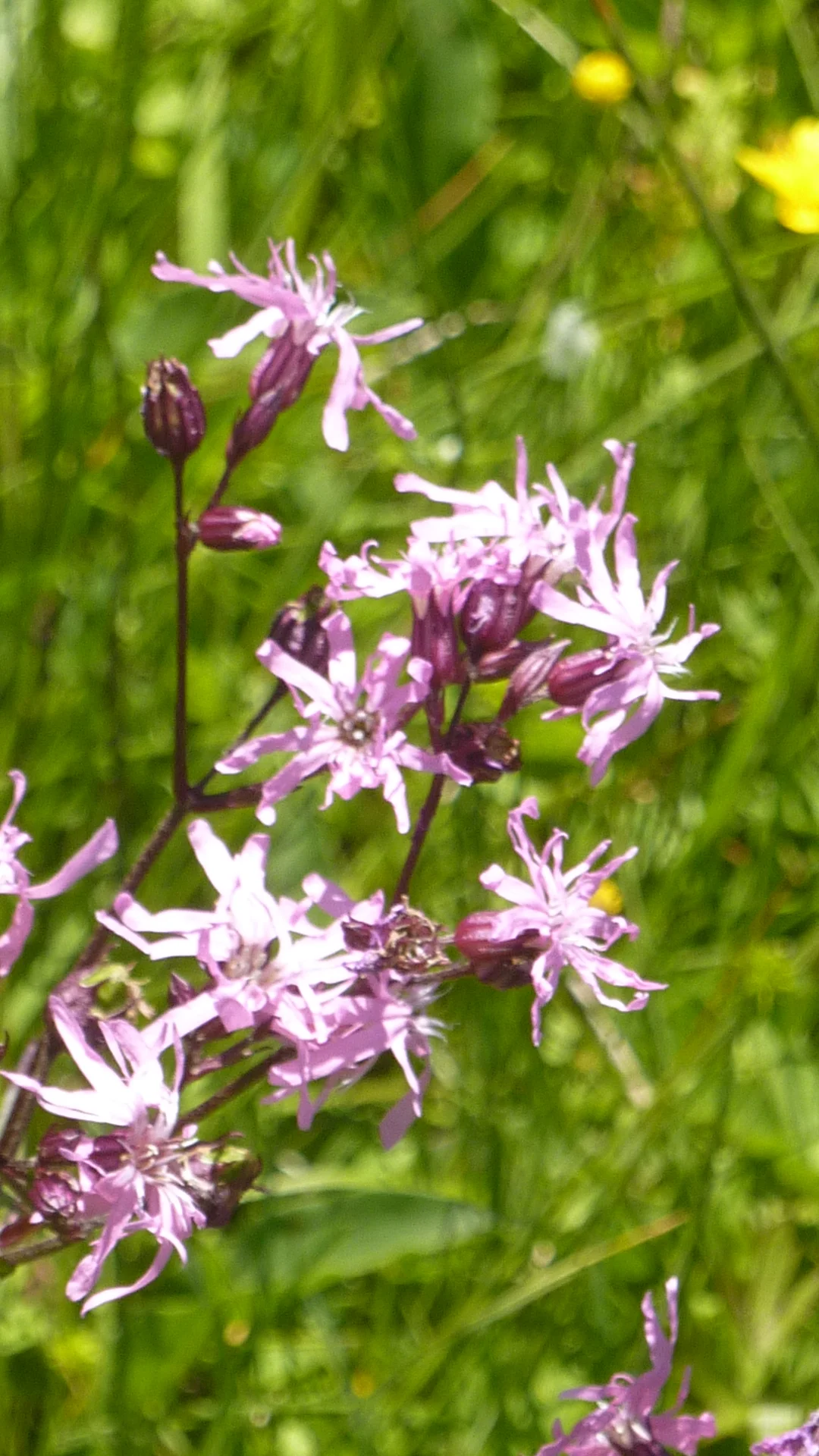 DAV-Senioren auf dem Schönkahler | © Max Bischofberger