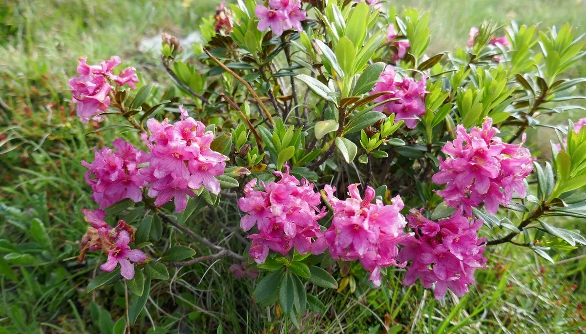 Karnischen Höhenweg  | © Klaus Kunigham