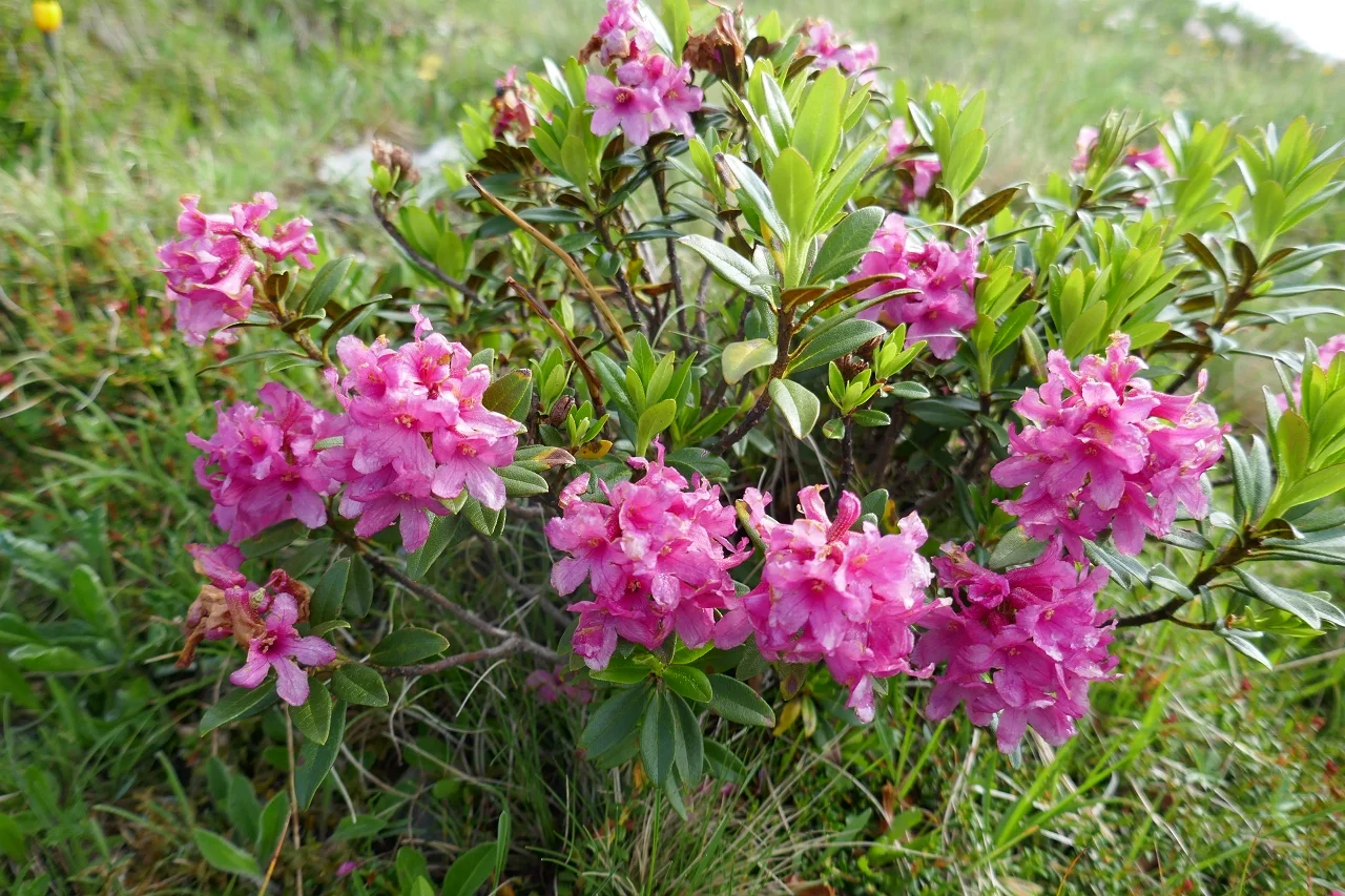 Karnischen Höhenweg  | © Klaus Kunigham