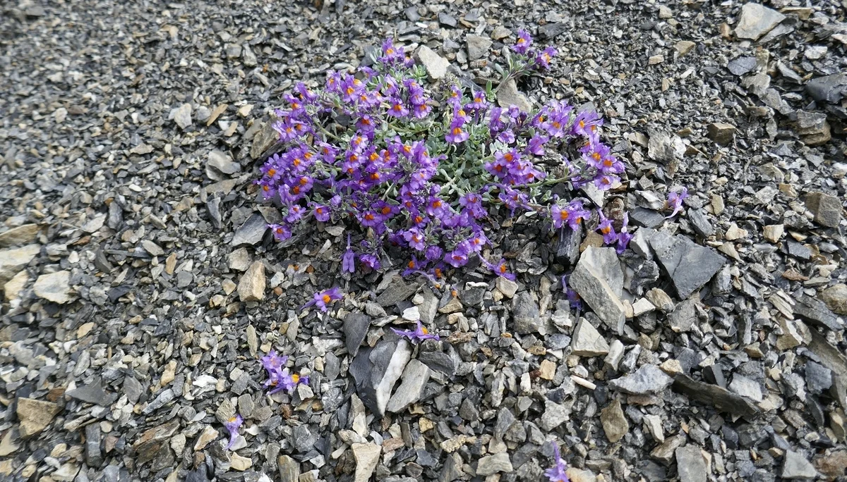 Karnischen Höhenweg  | © Klaus Kunigham