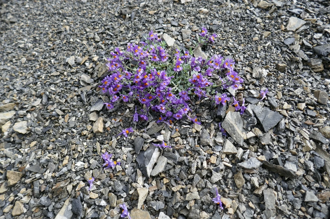Karnischen Höhenweg  | © Klaus Kunigham