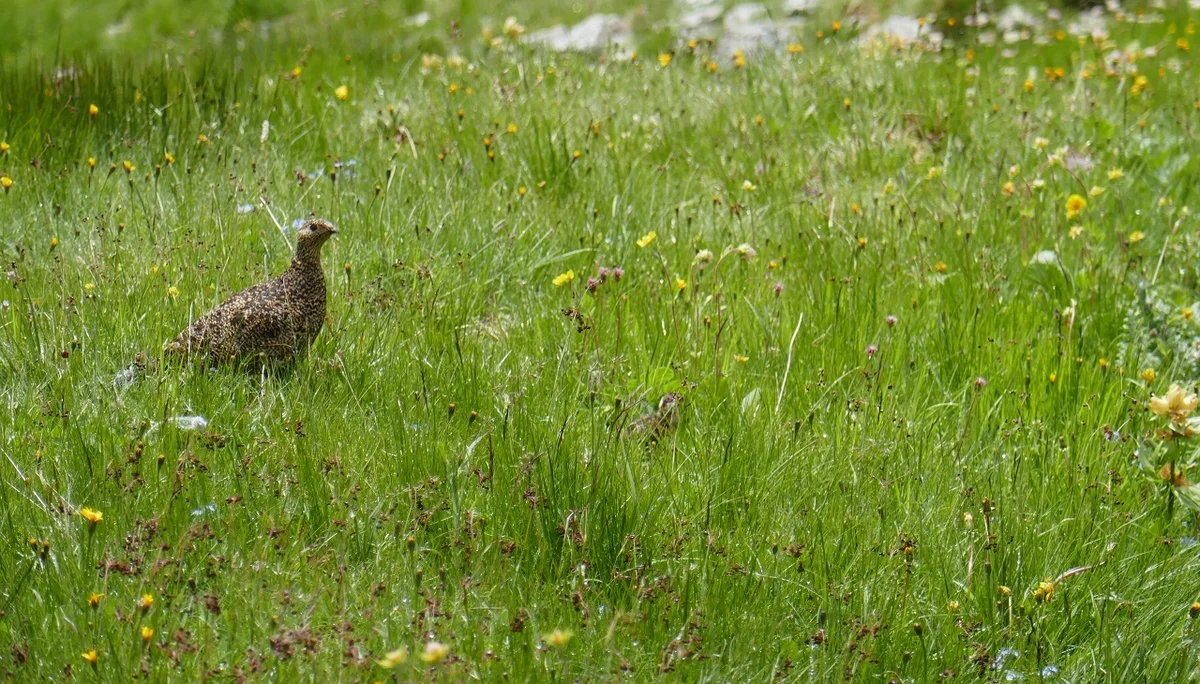Karnischen Höhenweg  | © Klaus Kunigham