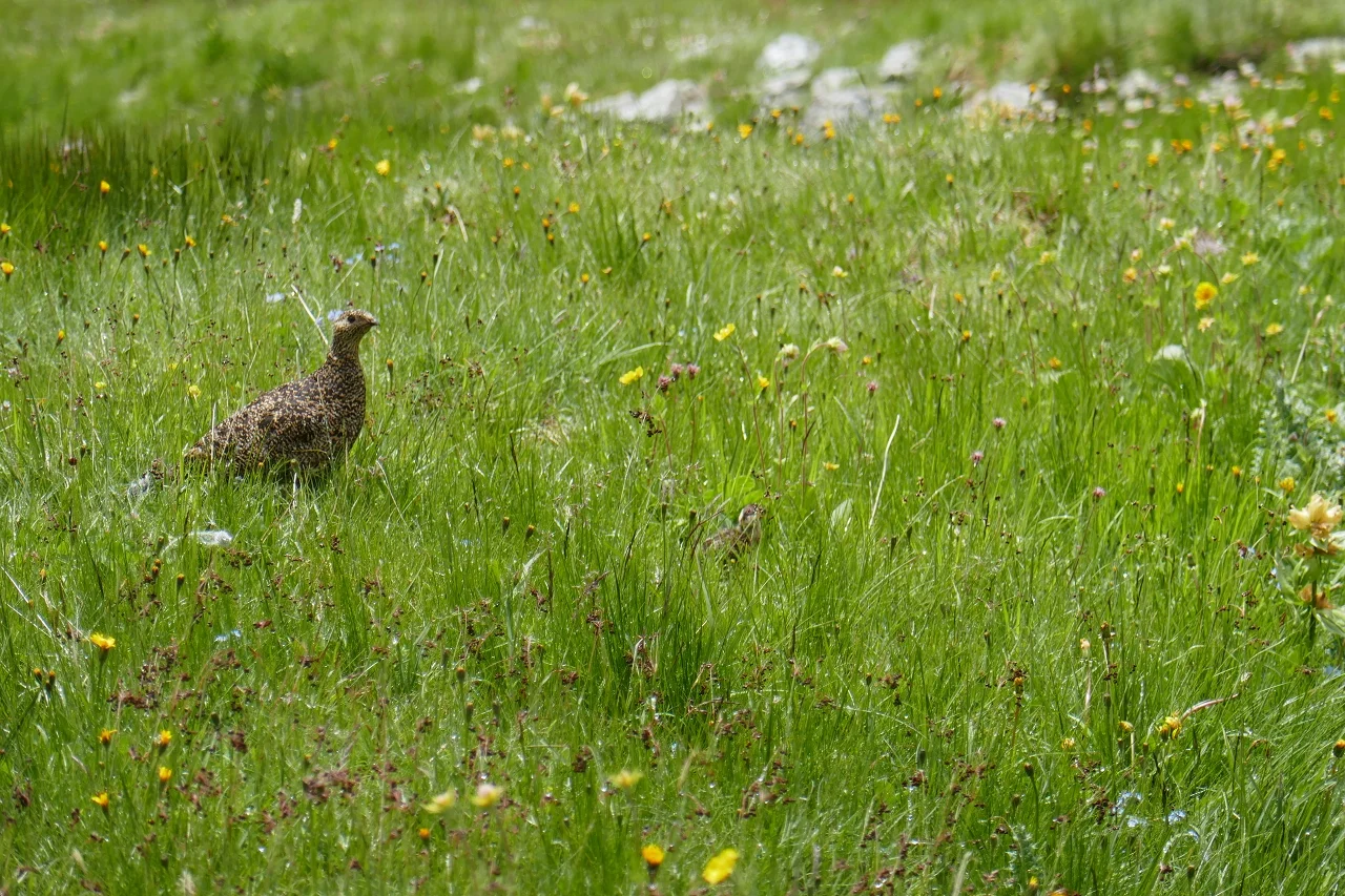 Karnischen Höhenweg  | © Klaus Kunigham