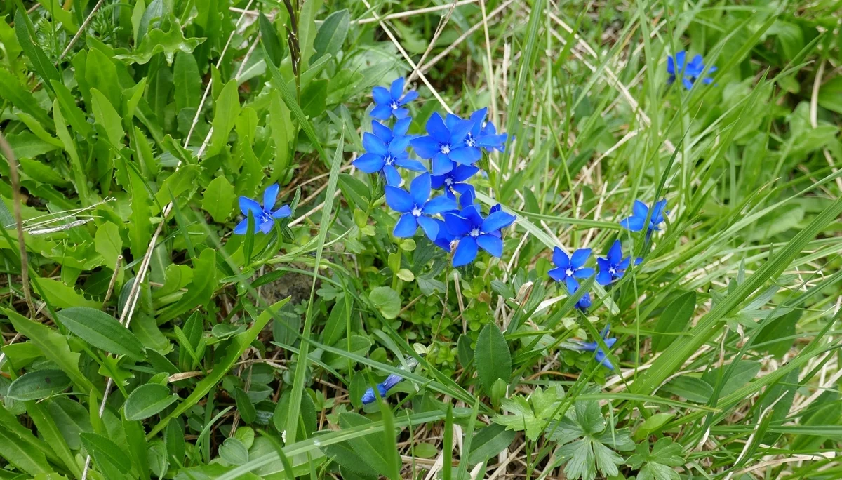 Karnischen Höhenweg  | © Klaus Kunigham