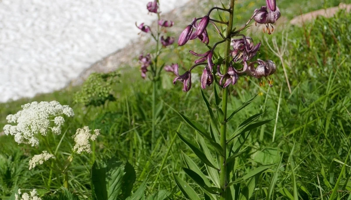 Karnischen Höhenweg  | © Klaus Kunigham
