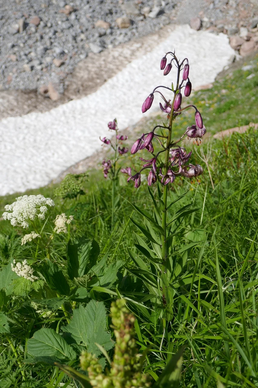 Karnischen Höhenweg  | © Klaus Kunigham