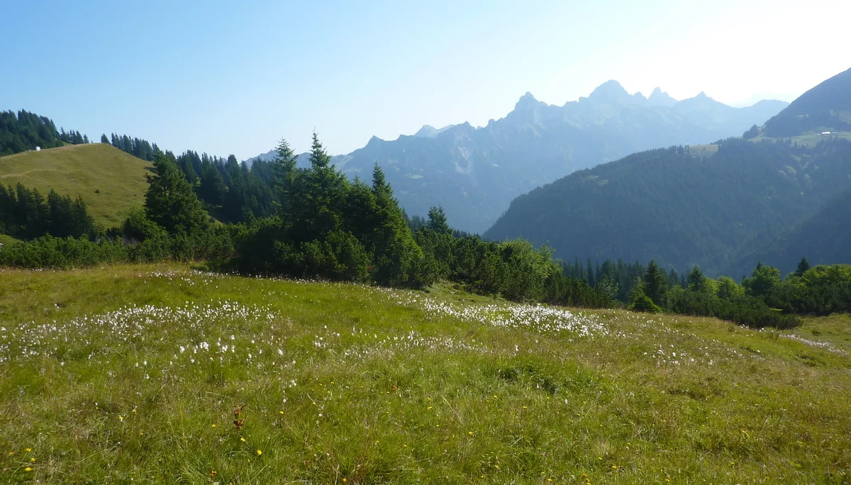 Alpenhaarbinse | © Max Bischofberger