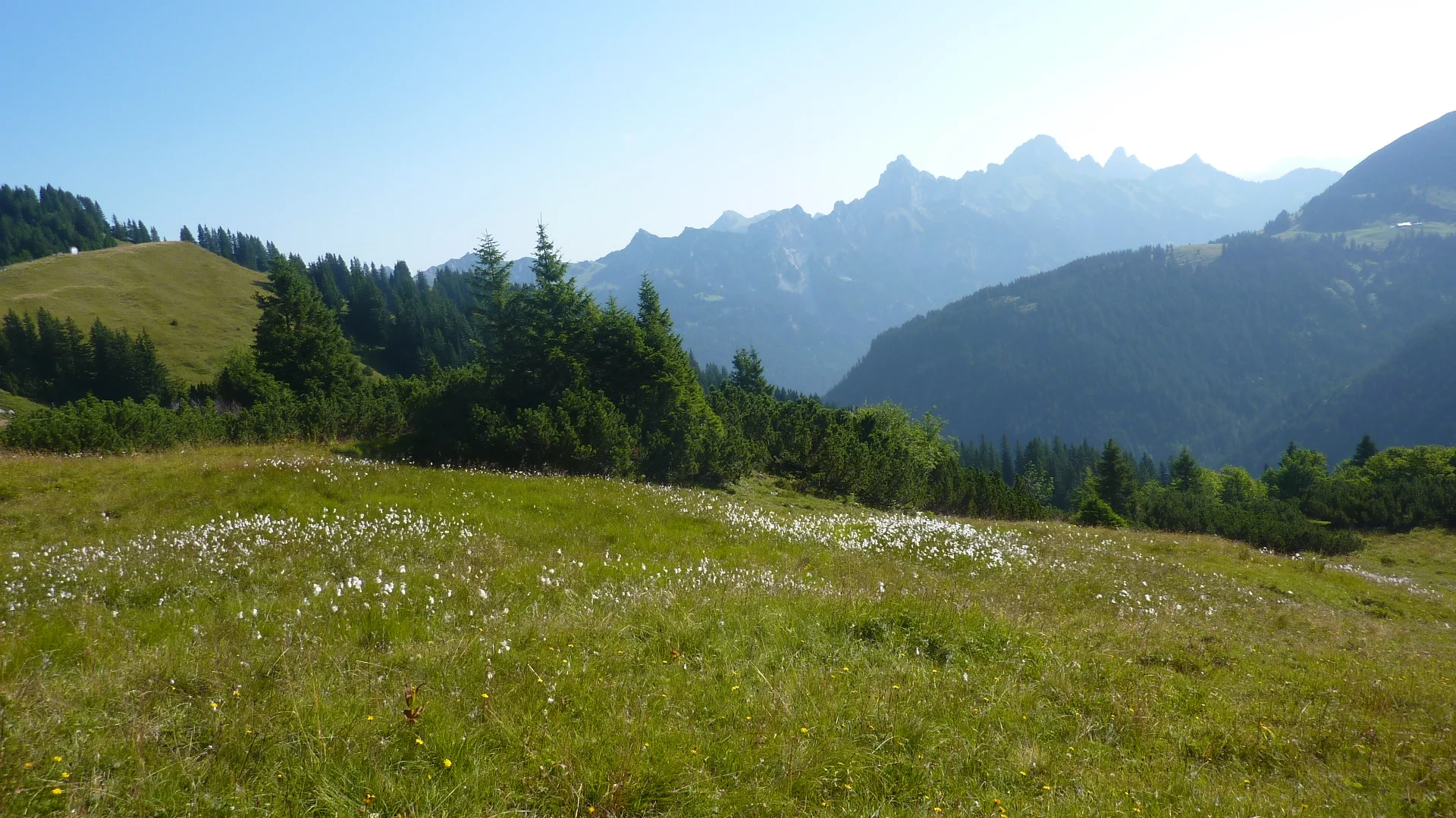 Alpenhaarbinse | © Max Bischofberger