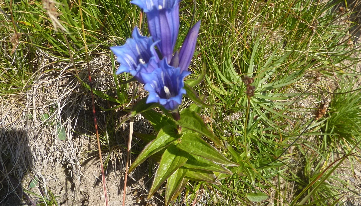 Schwalbenwurz-Enzian | © Max Bischofberger