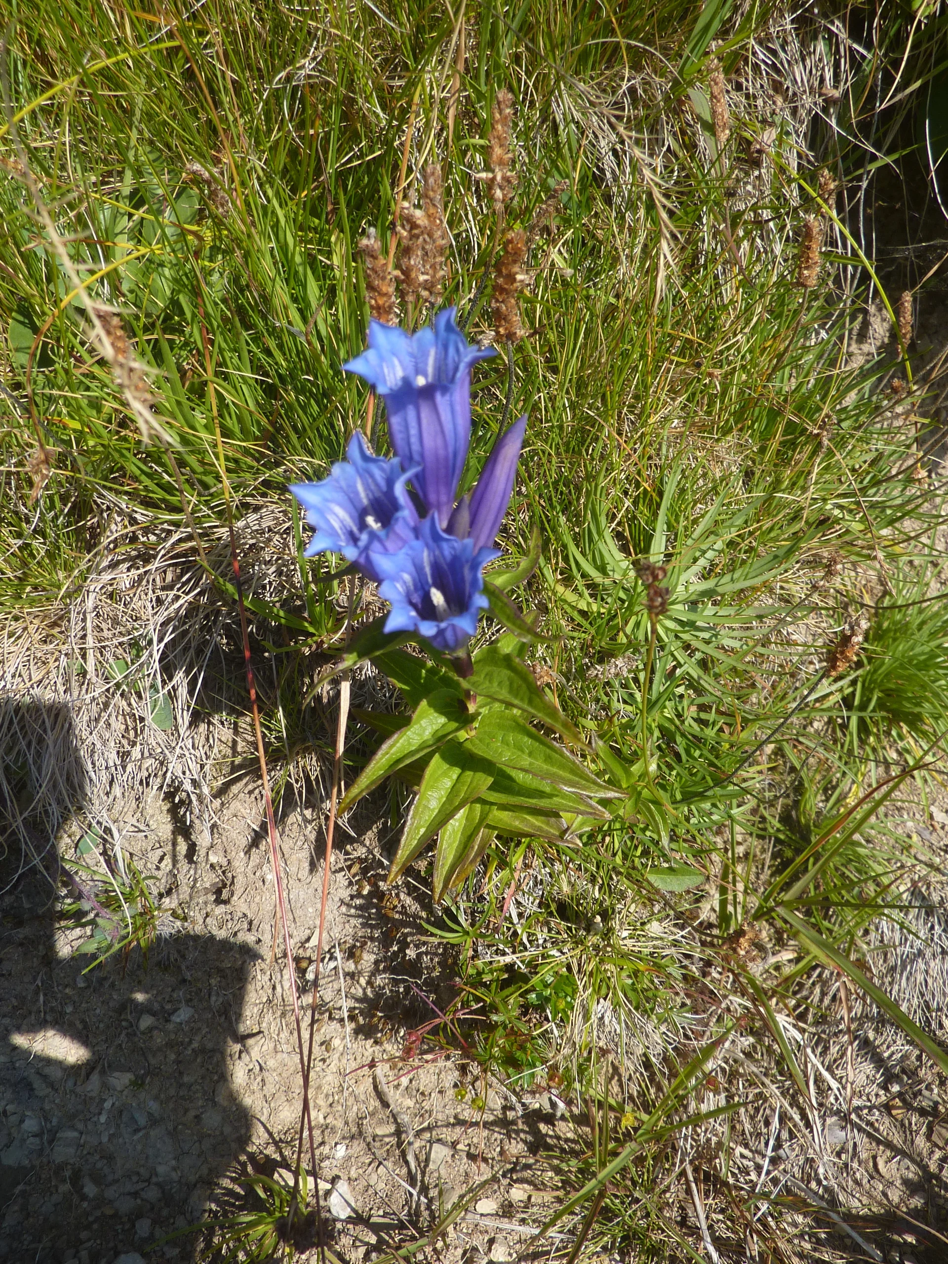 Schwalbenwurz-Enzian | © Max Bischofberger