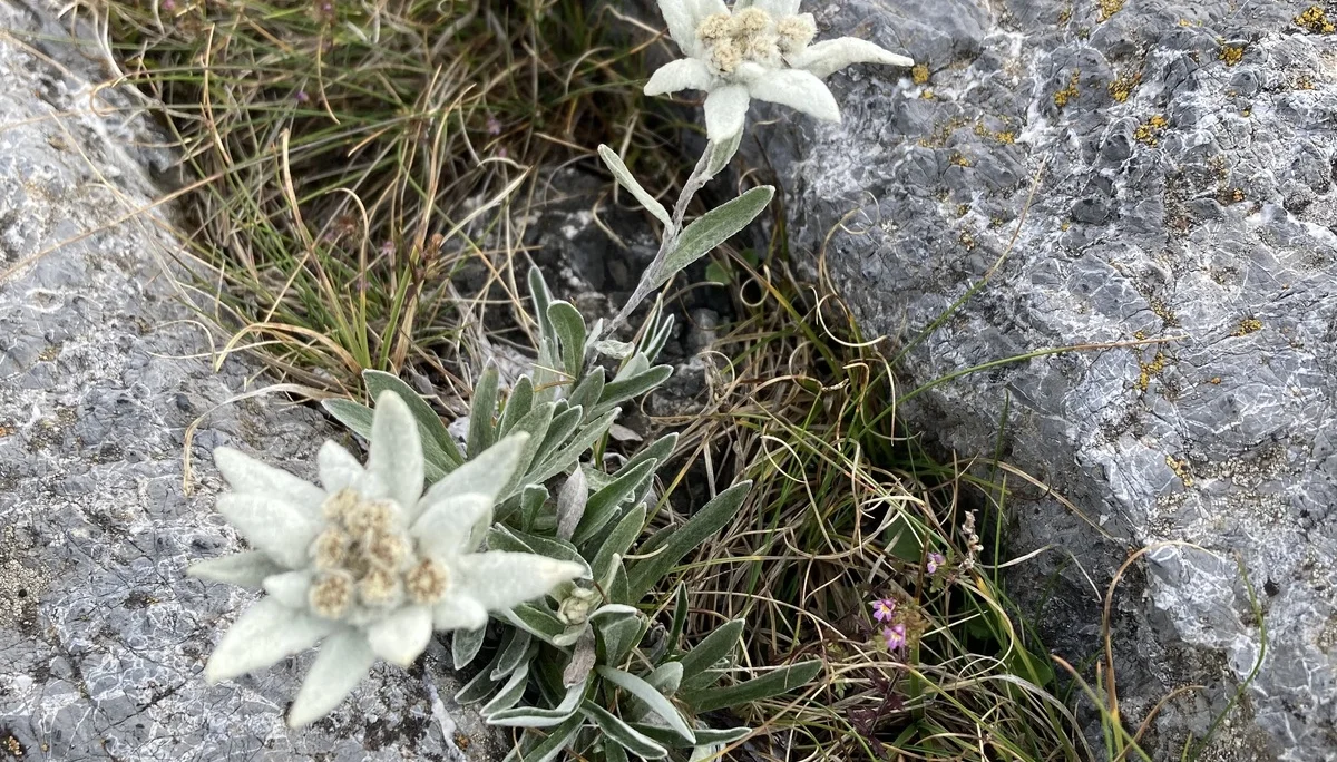Durch den Schweizer Nationalpark | © Dieter Henninger