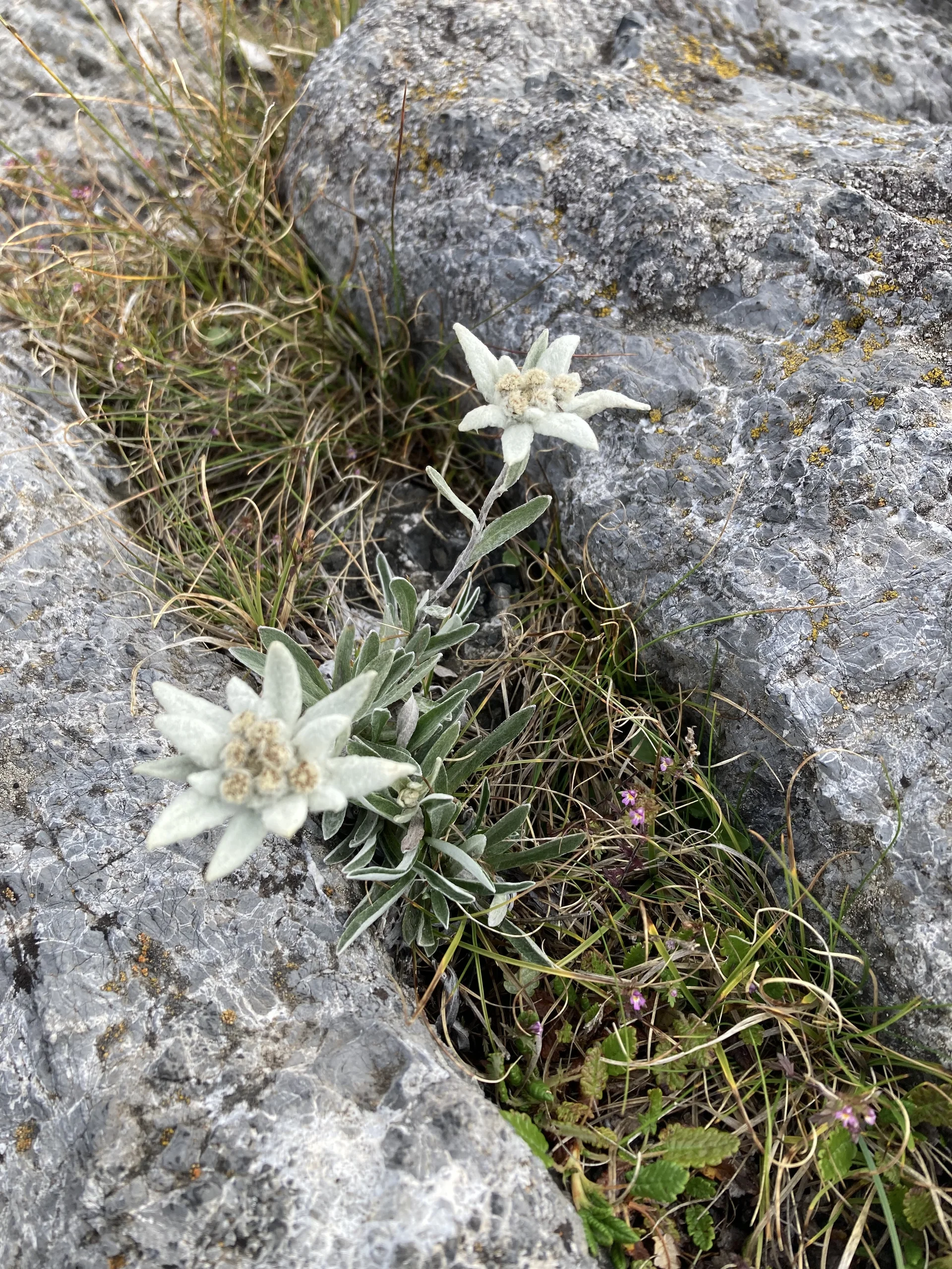 Durch den Schweizer Nationalpark | © Dieter Henninger