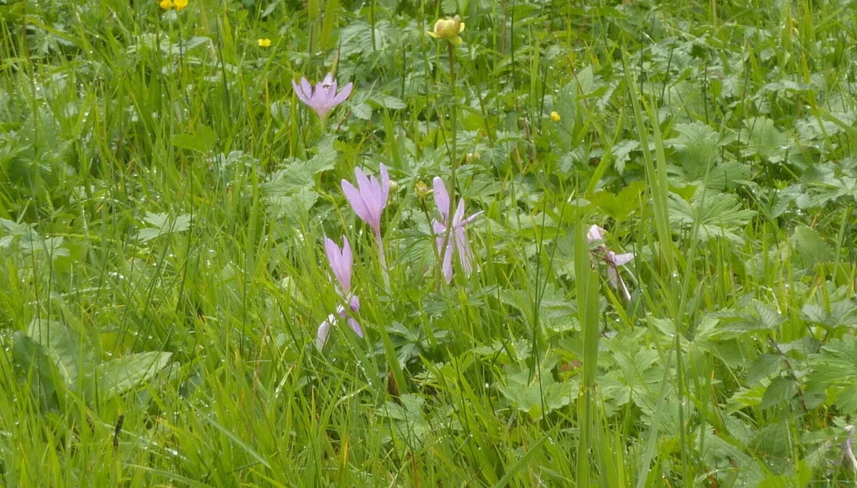 Seniorentour um den Großen Alpsee | © Max Bischofberger