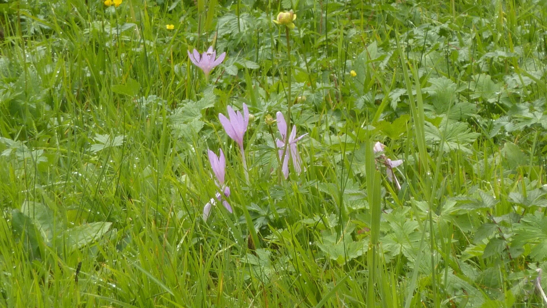 Seniorentour um den Großen Alpsee | © Max Bischofberger