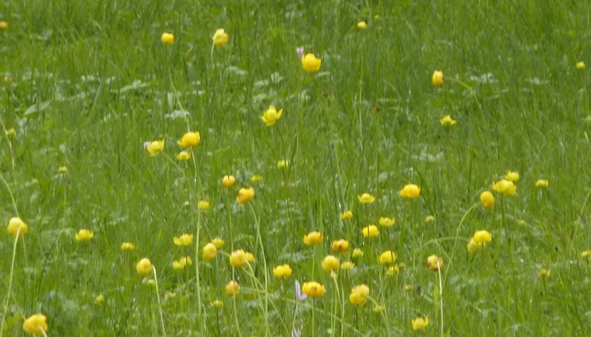 Seniorentour um den Großen Alpsee | © Max Bischofberger