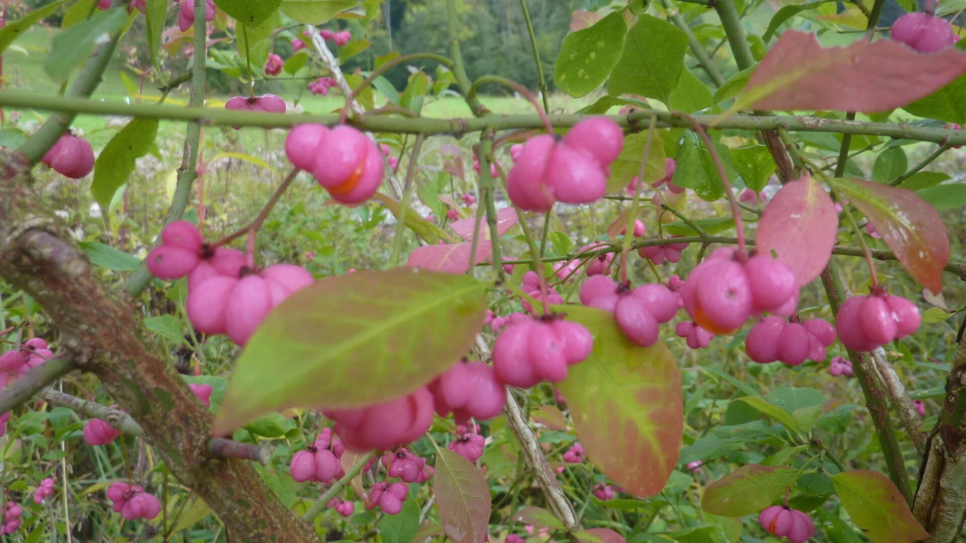 Seniorentour um den Großen Alpsee | © Max Bischofberger