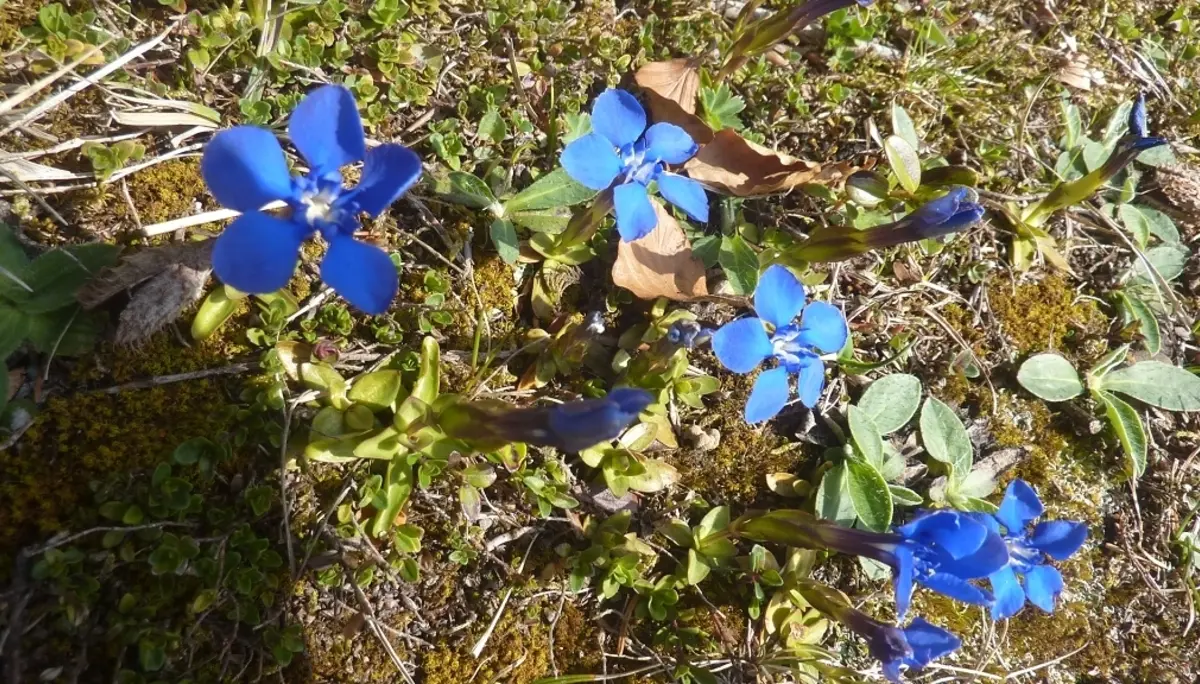 DAV-Senioren unterwegs bei Steibis | © Max Bischofberger