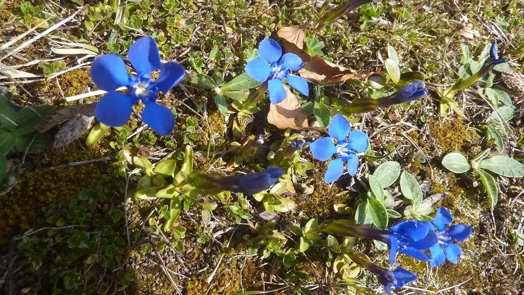 DAV-Senioren unterwegs bei Steibis | © Max Bischofberger