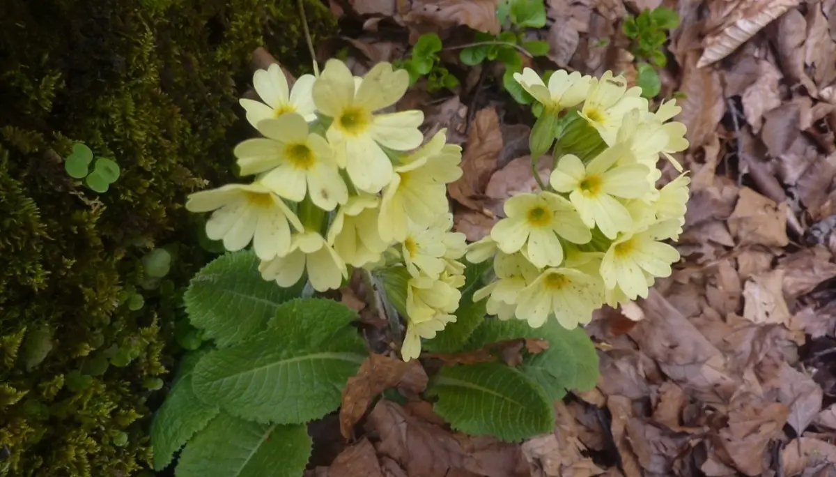 DAV-Senioren unterwegs bei Steibis | © Max Bischofberger