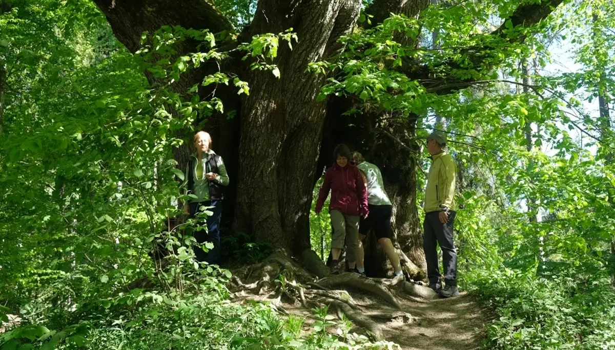 1. Mai Wanderung aufs Kögelegg | © DAV Wangen