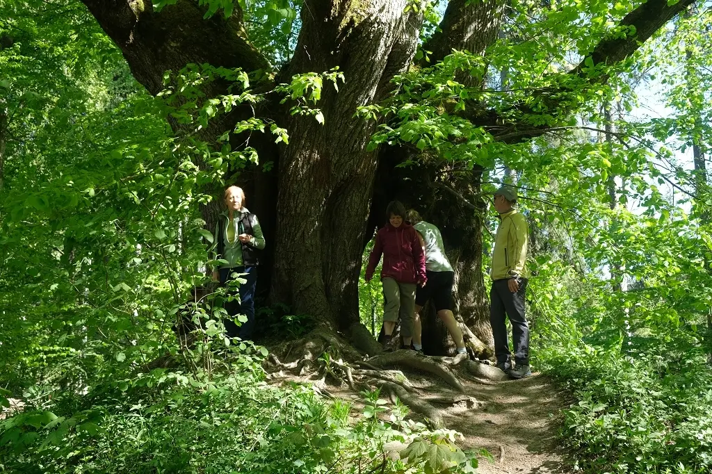1. Mai Wanderung aufs Kögelegg | © DAV Wangen