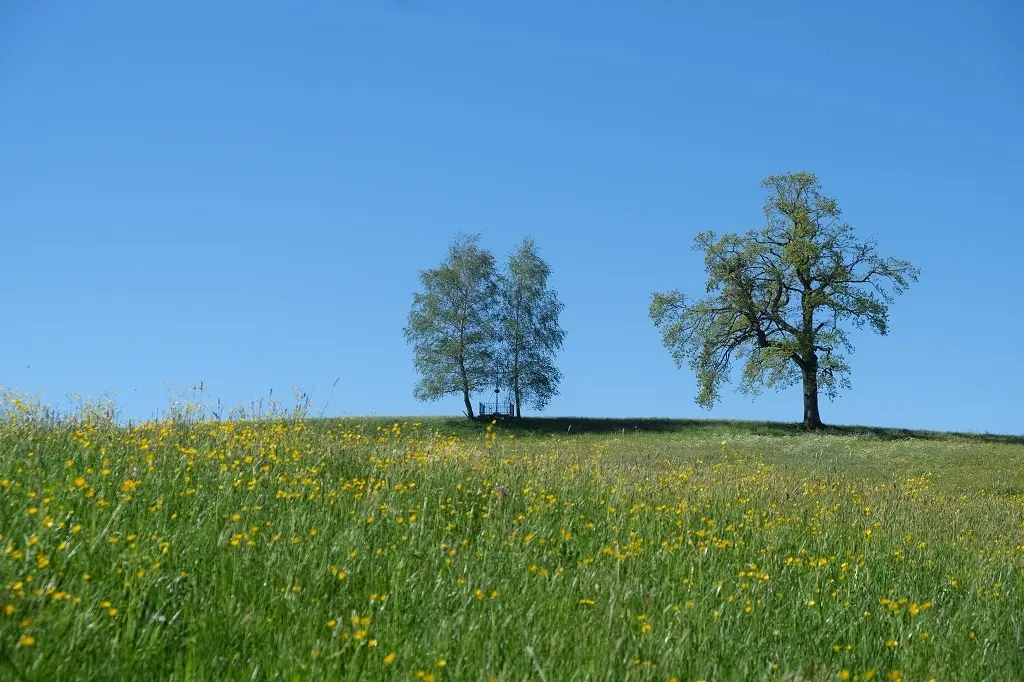 1. Mai Wanderung aufs Kögelegg | © DAV Wangen