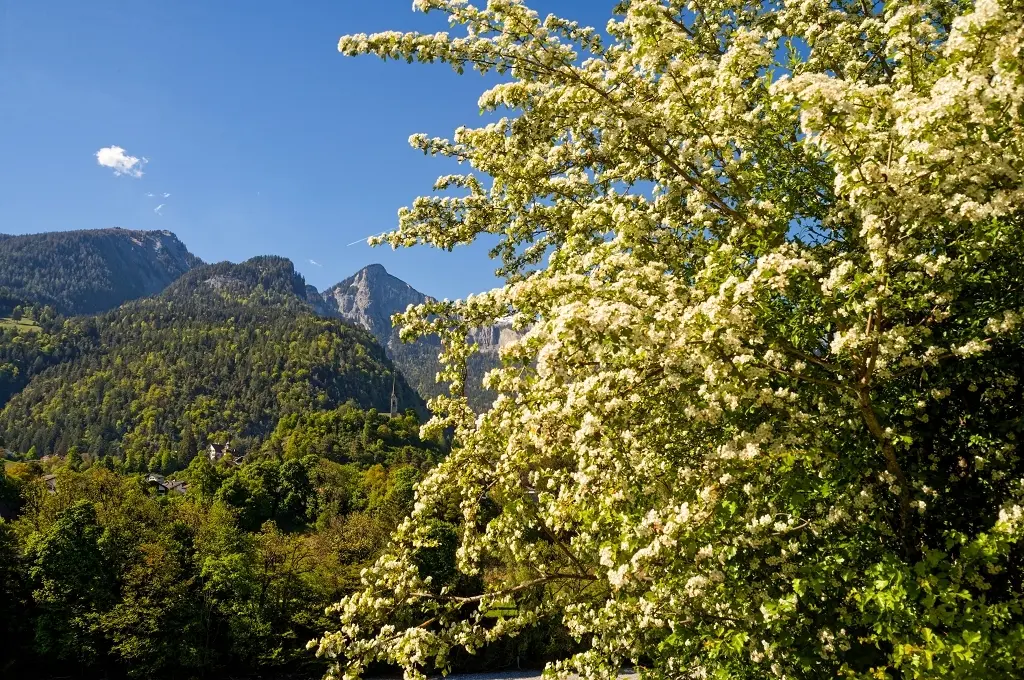 Durch die Rheinschlucht | © Christoph Morlok