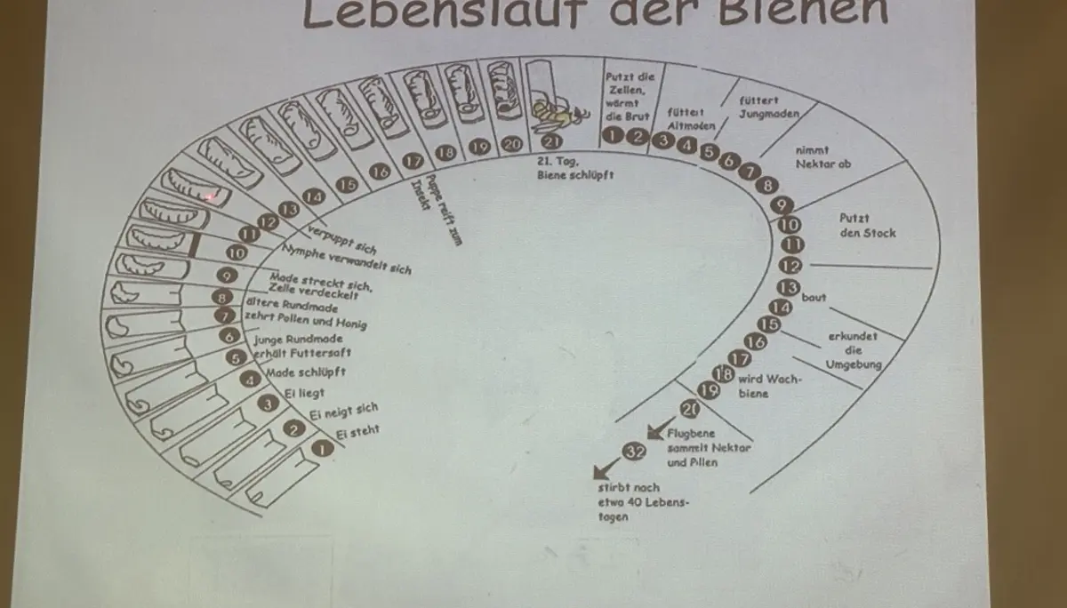 Bienen, unsere Nachbarn am Kletterturm in Wangen | © Teilnehmer