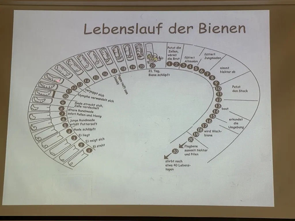 Bienen, unsere Nachbarn am Kletterturm in Wangen | © Teilnehmer