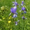 Irisblüte im Bangser Ried